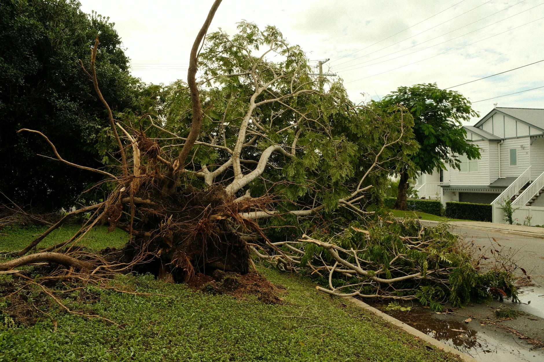 Emergency Tree Service in Washington Township, NJ — Washington Township NJ