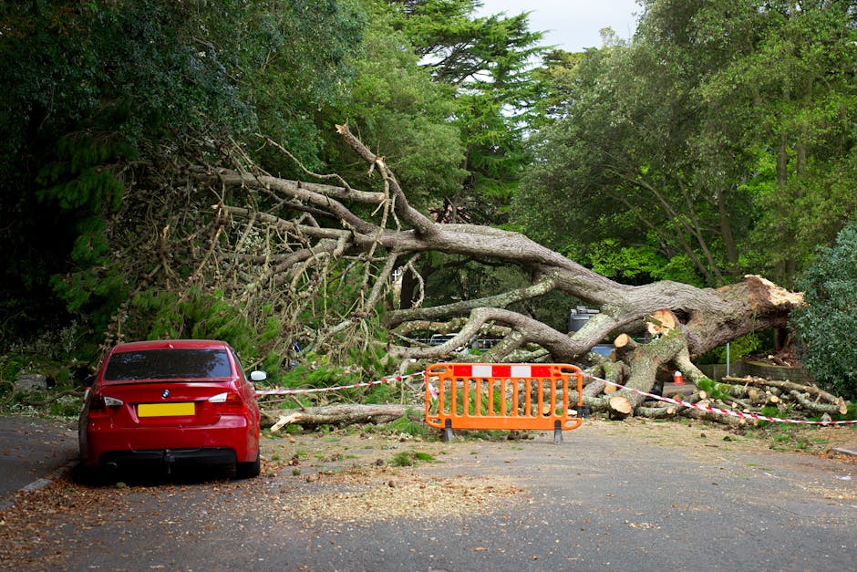 Emergency Tree Service service — Washington Township NJ