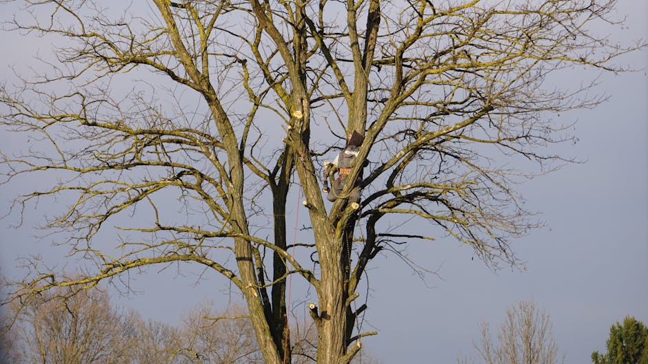 Tree Trimming & Pruning service — Washington Township NJ